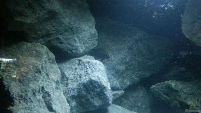 Aquarium Rocks for Variabilichromis von Julien Preuß (5)