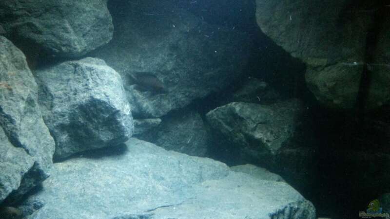 Aquarium Rocks for Variabilichromis von Julien Preuß (6)