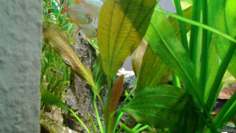 Pflanzen im Aquarium Amazonas/Salmler 125l von phrankdiddie (5)