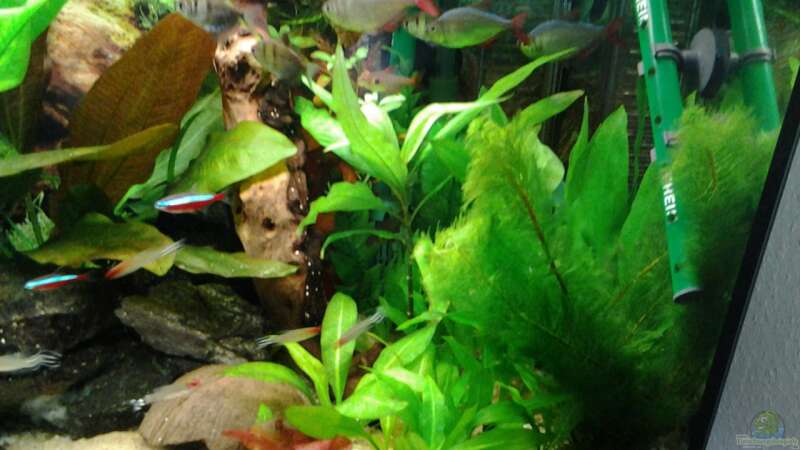 Pflanzen im Aquarium Amazonas/Salmler 125l von phrankdiddie (6)