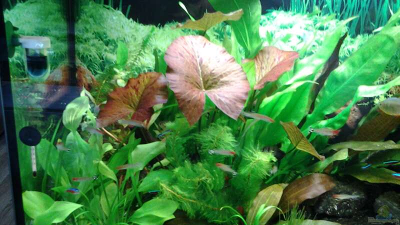 Pflanzen im Aquarium Amazonas/Salmler 125l von phrankdiddie (7)