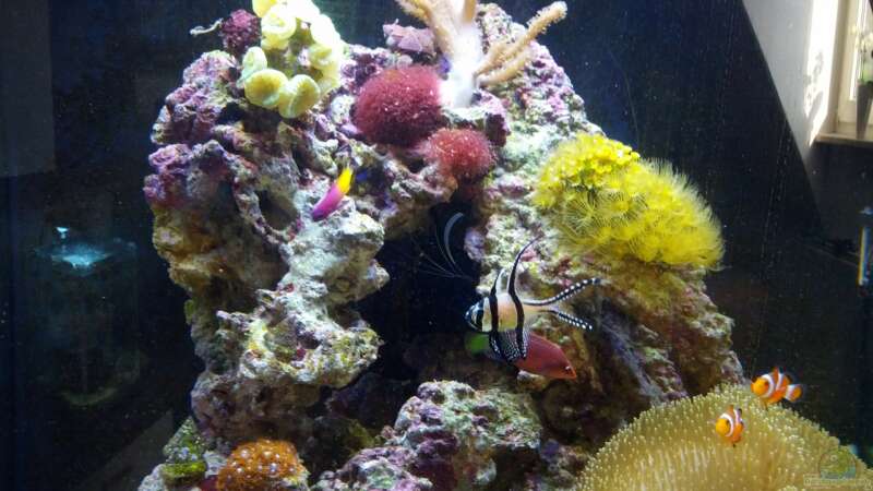 Besatz im Aquarium Sera Marin LED 130 von KingTritonBS (20)