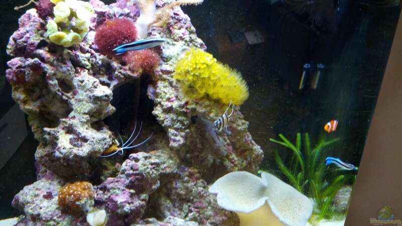Besatz im Aquarium Sera Marin LED 130 von KingTritonBS (22)