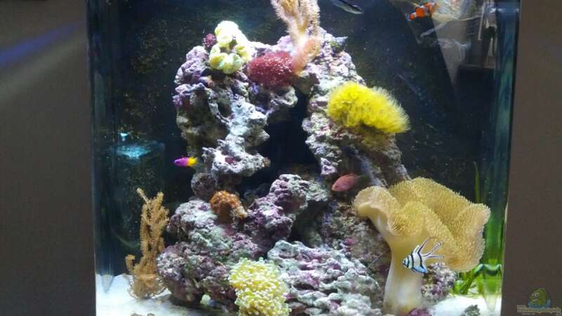 Besatz im Aquarium Sera Marin LED 130 von KingTritonBS (23)