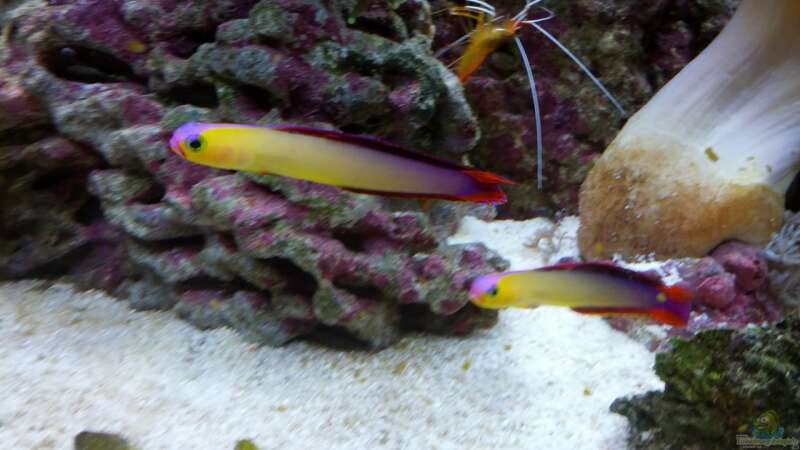 Besatz im Aquarium Sera Marin LED 130 von KingTritonBS (24)
