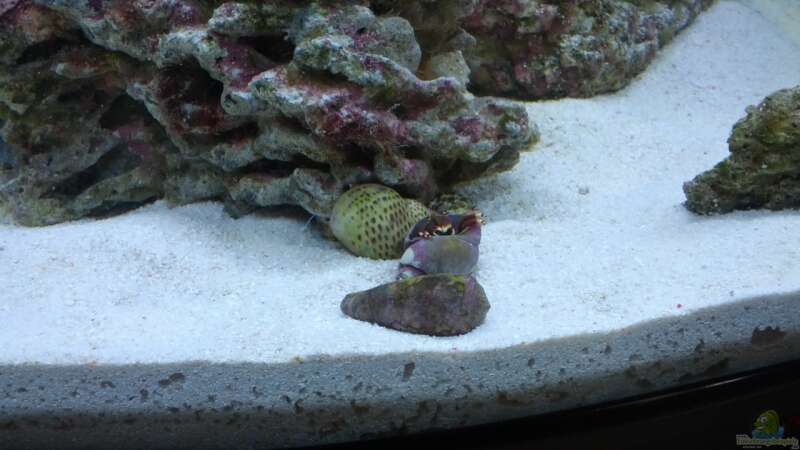 Besatz im Aquarium Sera Marin LED 130 von KingTritonBS (9)