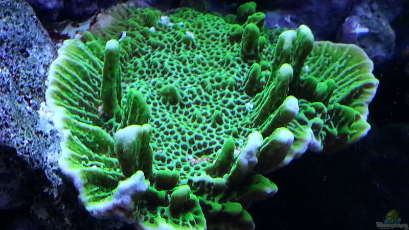 eine schöne grüne Steinkoralle !  von urbi (26)