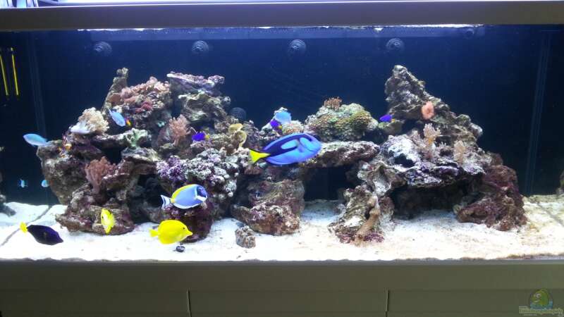 jetzt schaut mein neues Aquarium schon besser aus ! von urbi (90)