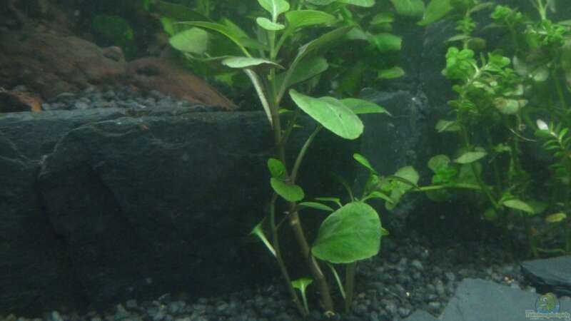 Lobelia cardinalis mini von AquaNRW (15)
