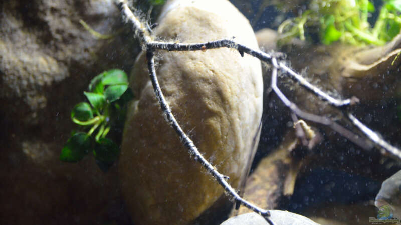 Aquarium Menja River Biotop / Nur noch Beispiel / von Didi (15)