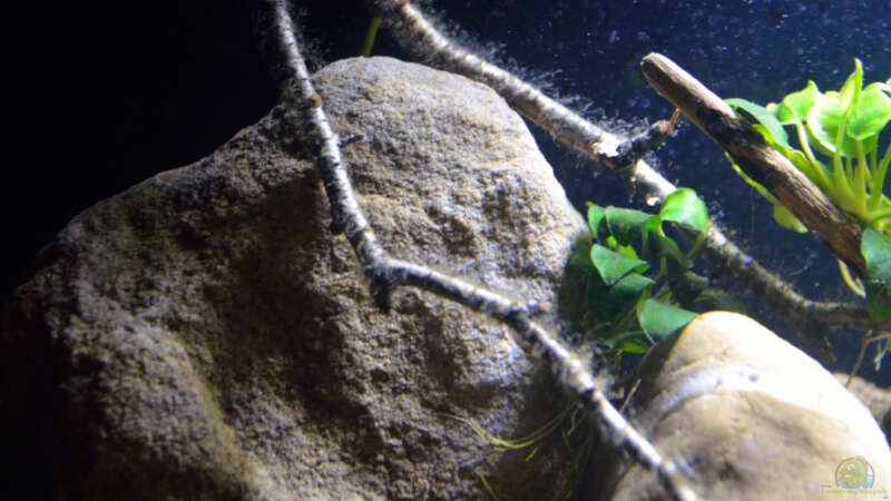 Aquarium Menja River Biotop / Nur noch Beispiel / von Didi (19)
