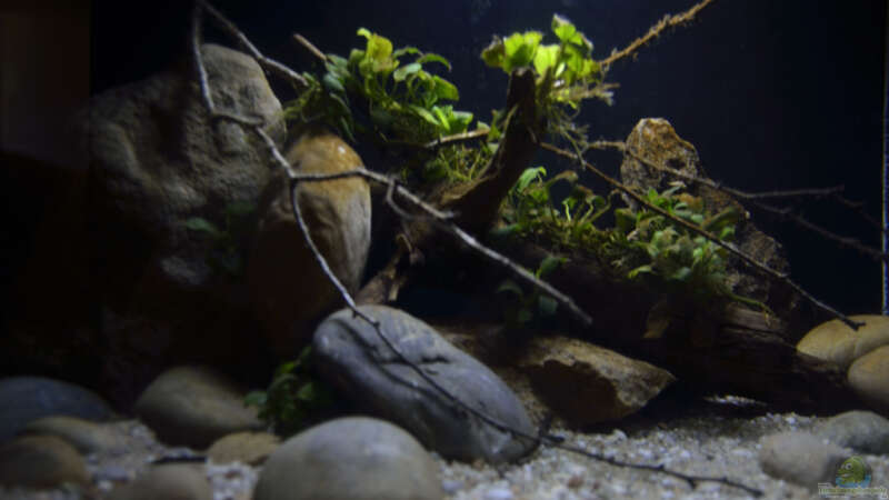 Aquarium Menja River Biotop / Nur noch Beispiel / von Didi (23)