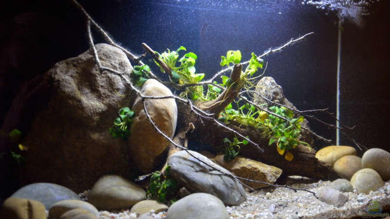 Aquarium Menja River Biotop / Nur noch Beispiel / von Didi (6)