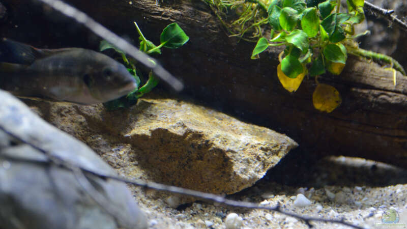 Aquarium Menja River Biotop / Nur noch Beispiel / von Didi (8)