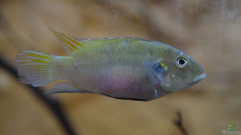 Aquarien mit Benitochromis conjunctus  - Benitochromis-conjunctusaquarium