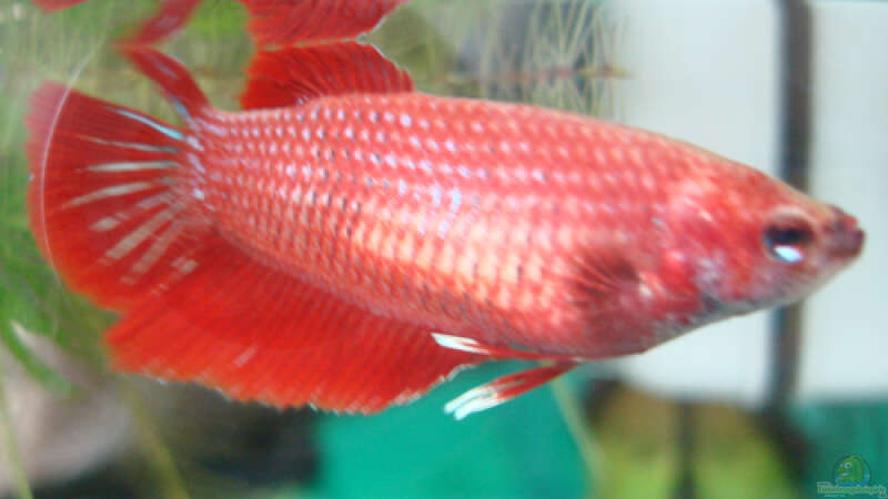 Besatz im Aquarium Kampffisch-Nano (Putzi) von Aquilegia (3)