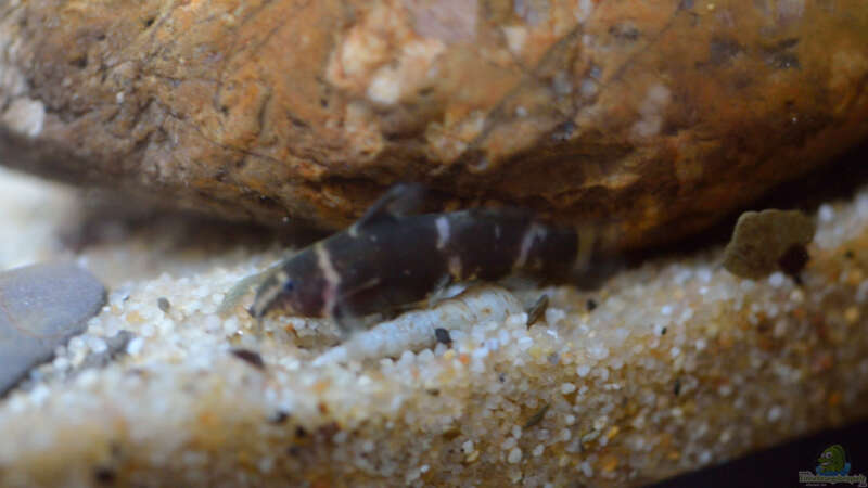 Microsynodontis batesii im Aquarium halten (Einrichtungsbeispiele für Zwergfiederbartwels)  - Microsynodontis-batesii-slnkaquarium