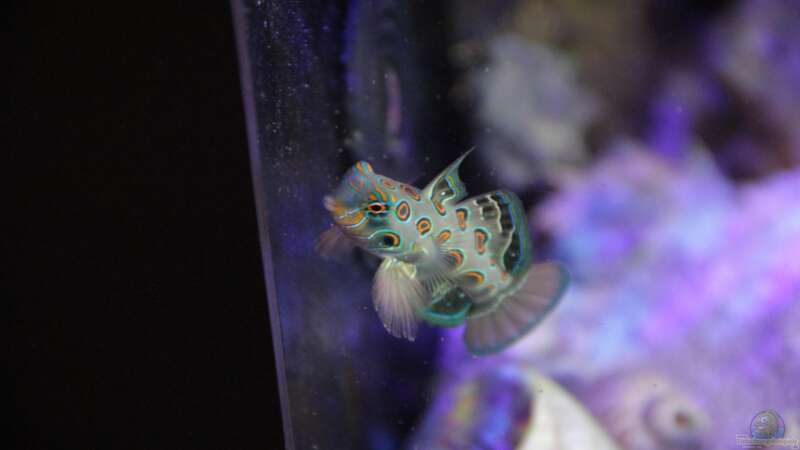 Synchiropus picturatus im Aquarium halten (Einrichtungsbeispiele für LSD Mandarin-Fisch)  - Synchiropus-picturatusaquarium