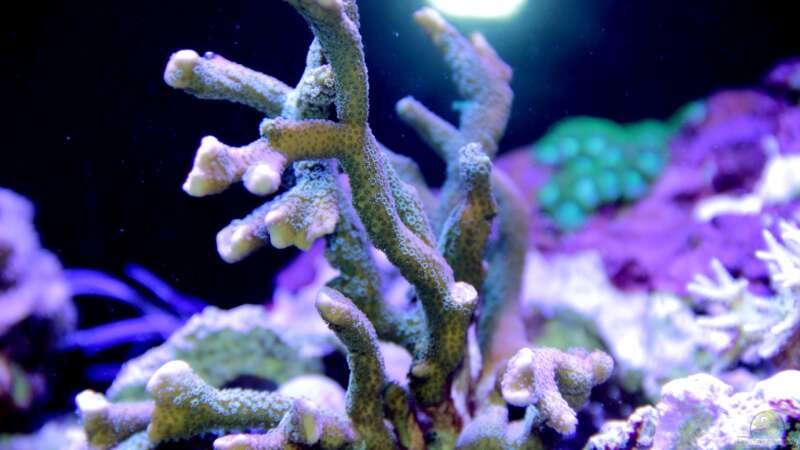 Aquarien mit Steinkorallen der Gattung Montipora  - Montiporaaquarium