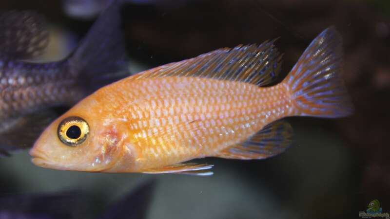 ein Firefish Weibchen von Cruiser Bruno (98)