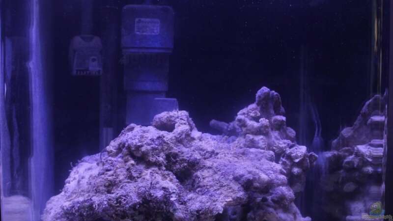 Aquarium Hauptansicht von Meerwasser Nano Cube