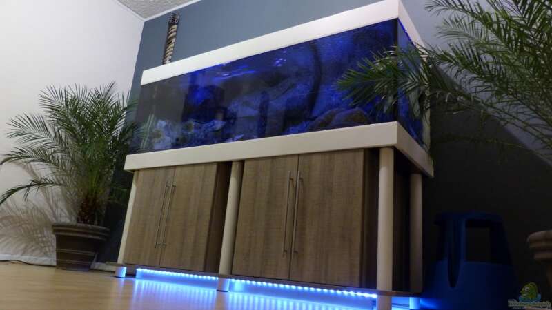 Aquarium Placidochromis Dream aufgelöst von Okrim (4)