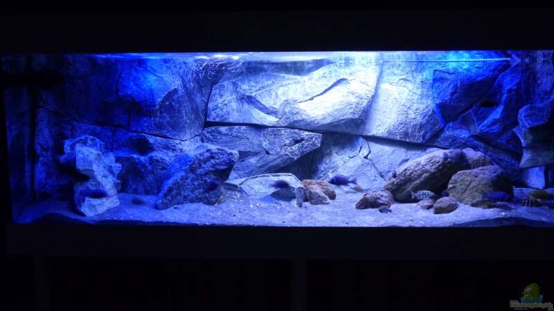Aquarium Placidochromis Dream aufgelöst von Okrim (5)