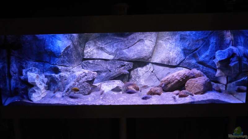 Aquarium Placidochromis Dream aufgelöst von Okrim (7)