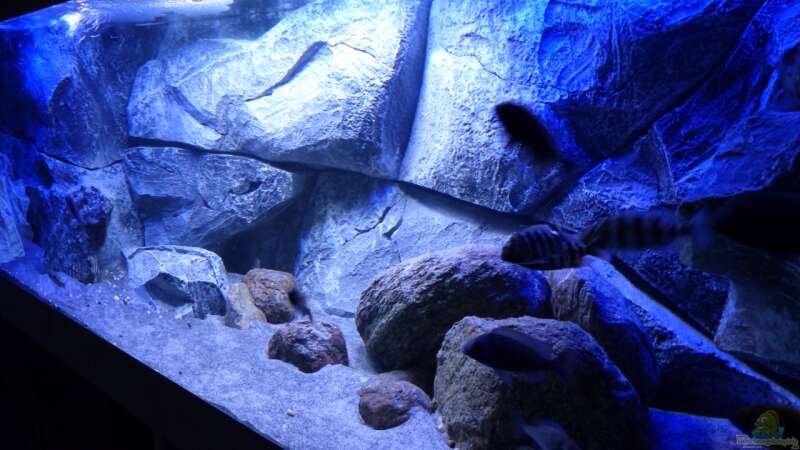 Aquarium Placidochromis Dream aufgelöst von Okrim (8)