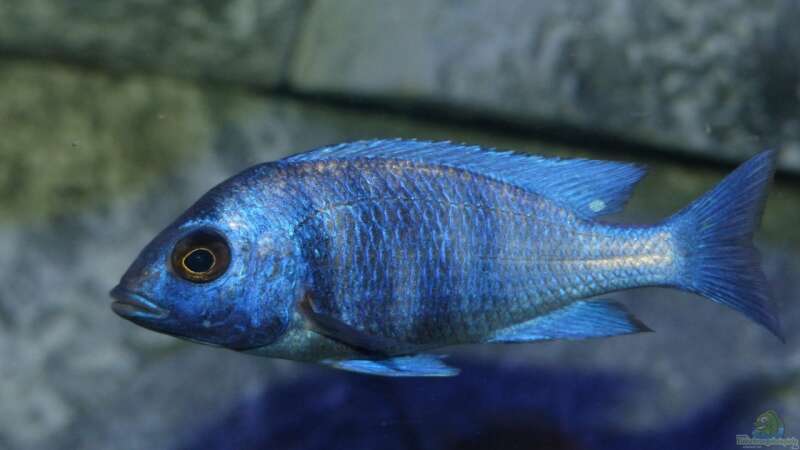 Besatz im Aquarium Placidochromis Dream aufgelöst von Okrim (31)