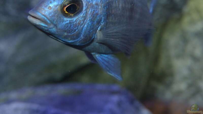 Besatz im Aquarium Placidochromis Dream aufgelöst von Okrim (32)