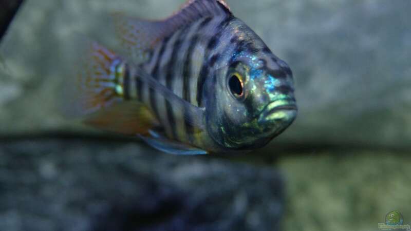 Besatz im Aquarium Placidochromis Dream aufgelöst von Okrim (38)