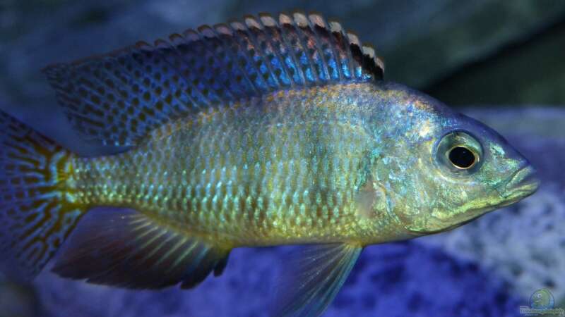Besatz im Aquarium Placidochromis Dream aufgelöst von Okrim (39)