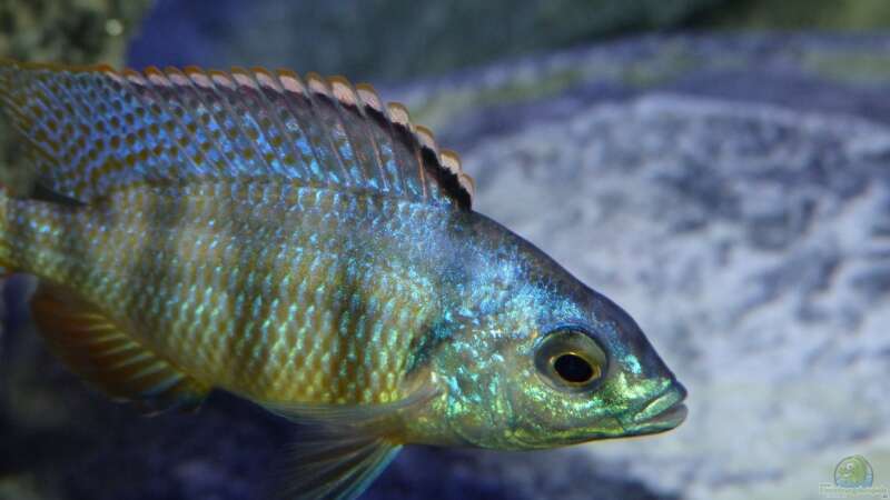 Besatz im Aquarium Placidochromis Dream aufgelöst von Okrim (40)