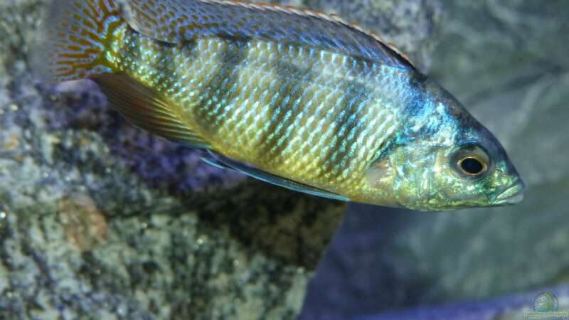 Besatz im Aquarium Placidochromis Dream aufgelöst von Okrim (41)