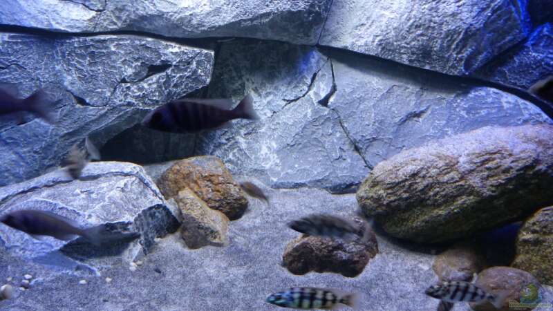 Dekoration im Aquarium Placidochromis Dream aufgelöst von Okrim (10)