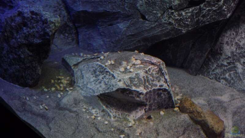 Dekoration im Aquarium Placidochromis Dream aufgelöst von Okrim (12)