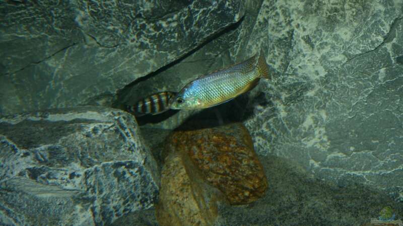 Dekoration im Aquarium Placidochromis Dream aufgelöst von Okrim (13)