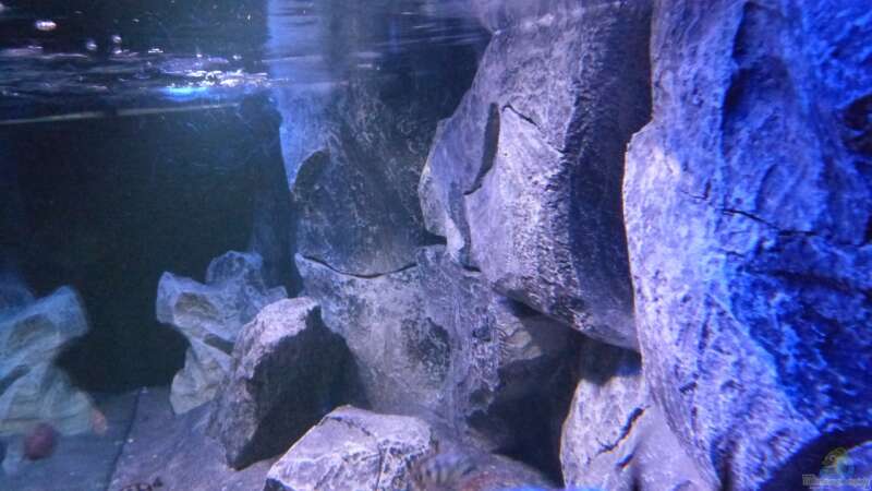 Dekoration im Aquarium Placidochromis Dream aufgelöst von Okrim (14)