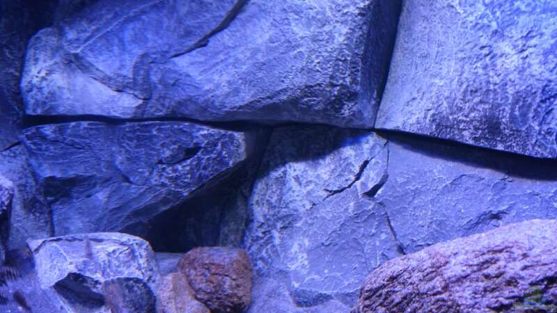 Dekoration im Aquarium Placidochromis Dream aufgelöst von Okrim (15)