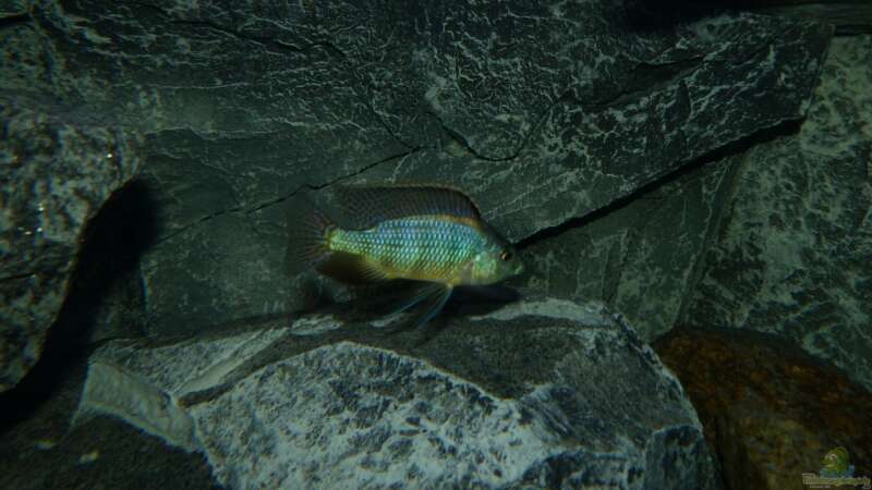 Placidochromis sp. ´johnstoni solo´ in der Balz von Okrim (42)