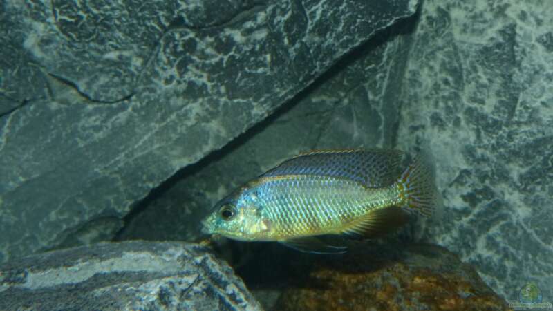 Placidochromis sp. ´johnstoni solo´ in der Balz von Okrim (43)