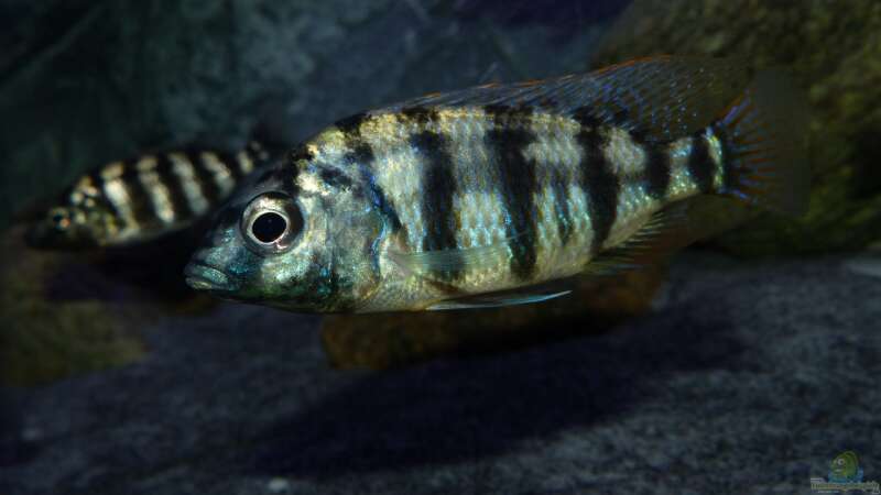 Placidochromis sp. ´johnstoni solo´ von Okrim (44)