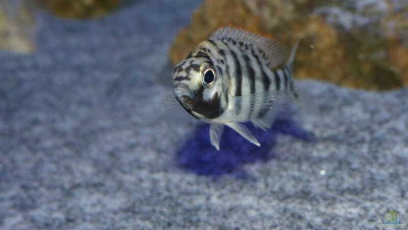 Placidochromis sp. ´johnstoni solo´ weibchen von Okrim (45)