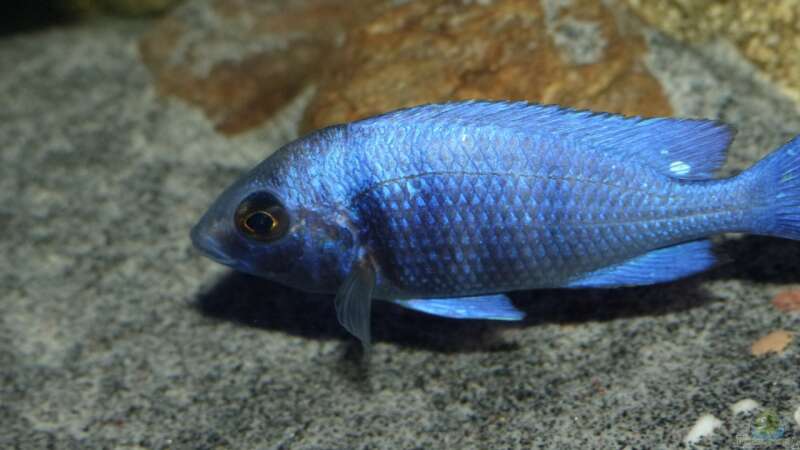 Placidochromis sp. ´phenochilus tanzania´ lupingo, die ersten Schuppen Färben von Okrim (35)