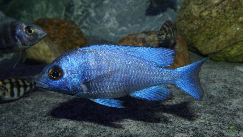Placidochromis sp. ´phenochilus tanzania´ lupingo von Okrim (33)