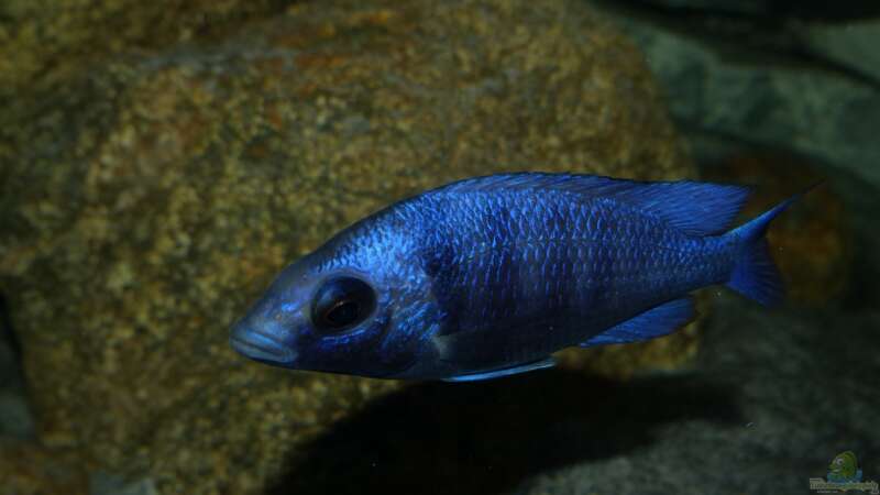 Placidochromis sp. ´phenochilus tanzania´ lupingo von Okrim (34)