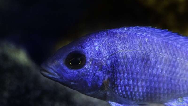 Placidochromis sp. ´phenochilus tanzania´ lupingo von Okrim (36)