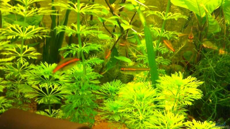 Pflanzen im Aquarium 2. Becken von mari (3)