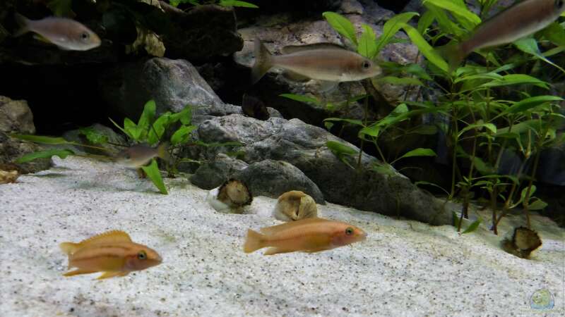 Chalinochromis spec. Orange eingezogen 27.8.16  von Martina (54)